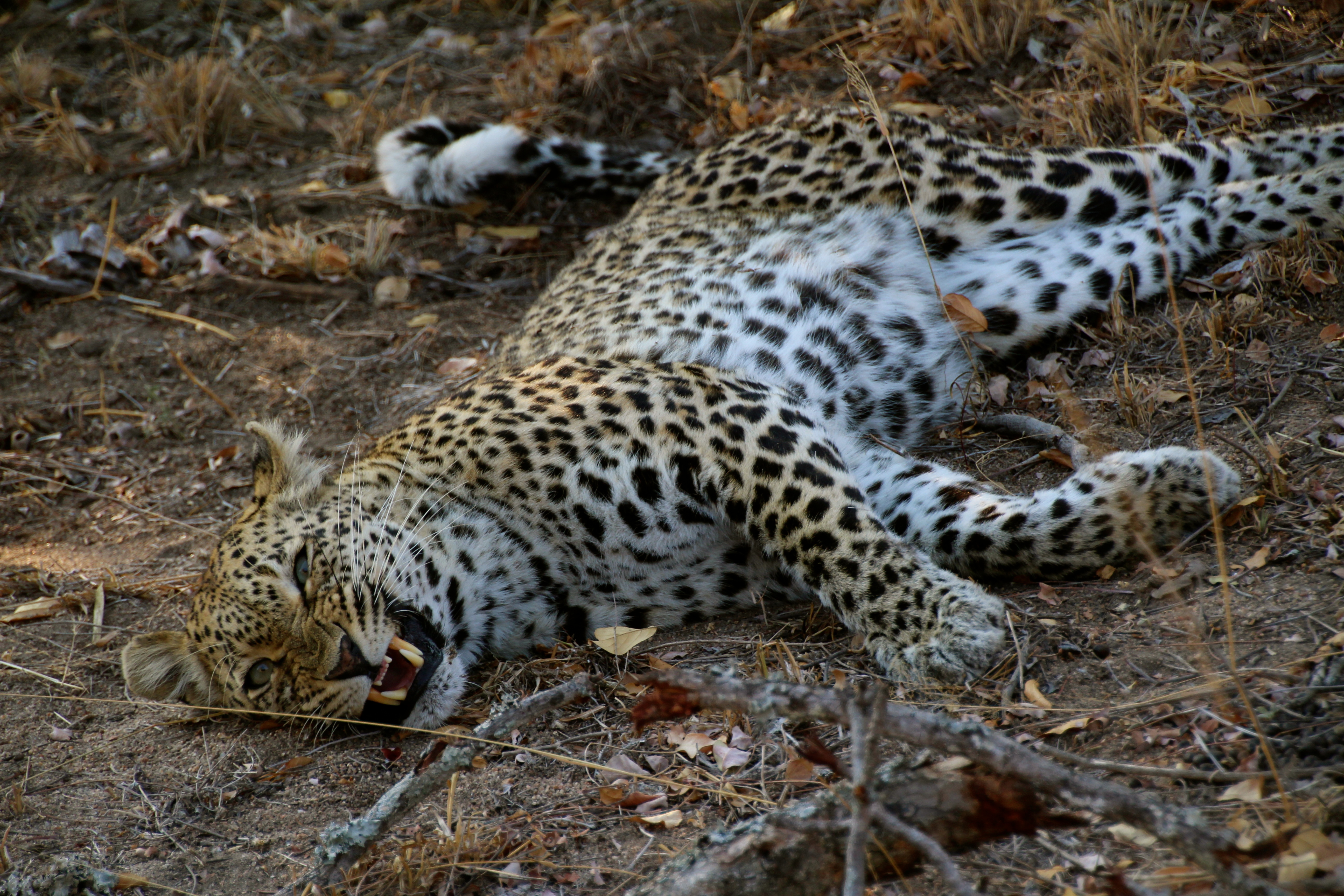 Leopard in Sabi Sands
