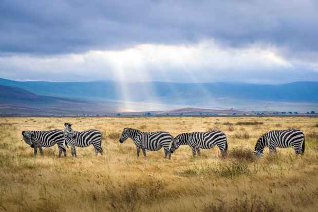 What to Expect on Safari in Tanzania